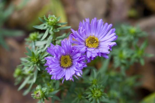 ������, ����� ��� �������� �����