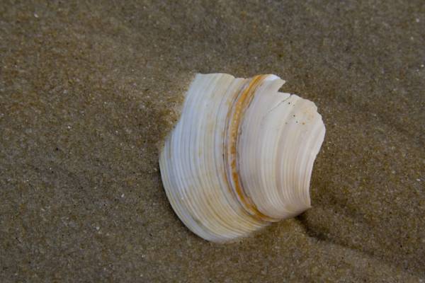 �����������, ������