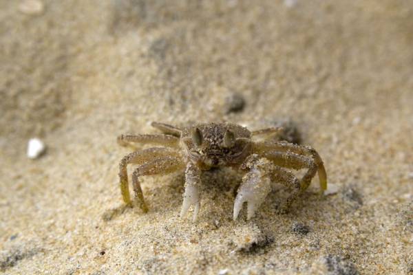 �����������, ������