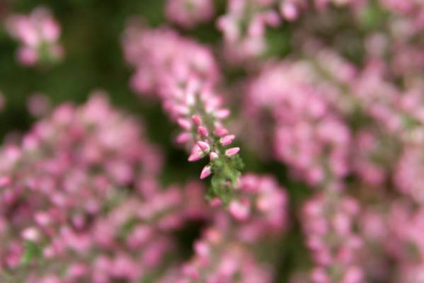 ��������� �����