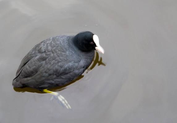 ��������� �������