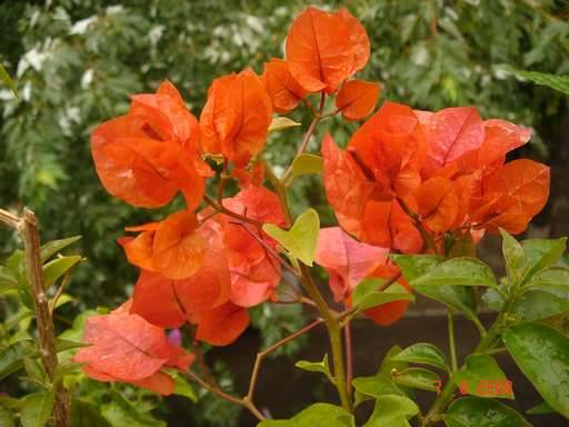 BOUGAINVILLEE  LUIS WATTAN
