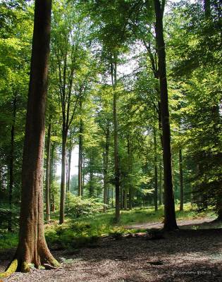 Foret de Soigne