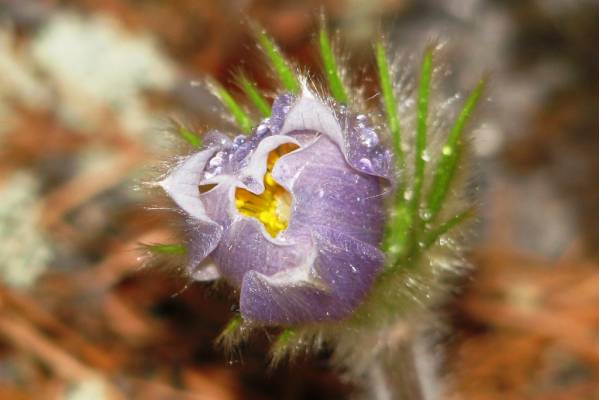 Wild Crocus