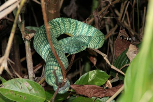   (Striped viper)