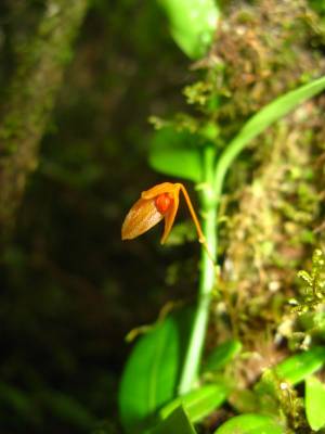 Bulbophyllum calceolus