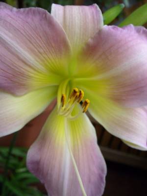 Hemerocallis