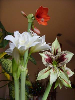 Jevel, Papylio, Desire