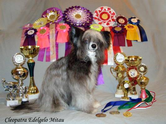 Cleopatra Edelgelo Mitau