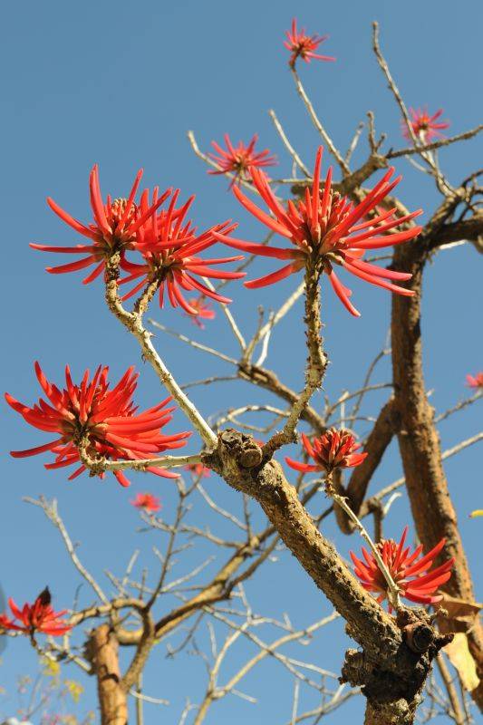 Coral Tree.