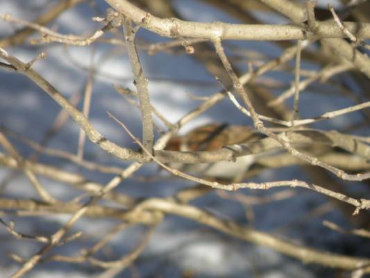 ������ ����