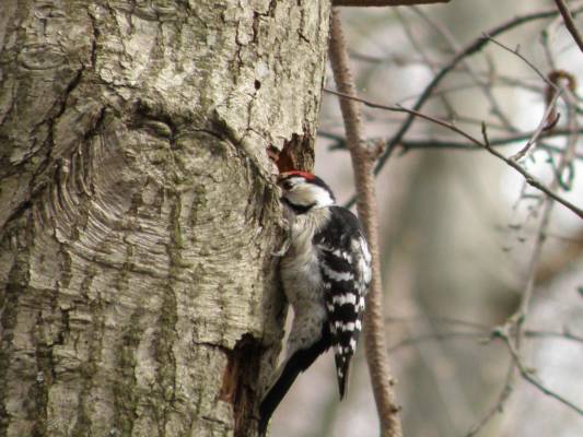 ��� -4  - �������, �����!