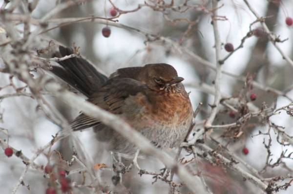 ���������� �����