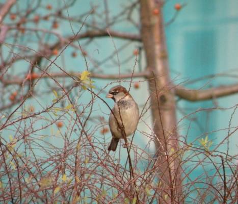 ��������� ����