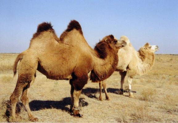 Astrakhan. Camels.