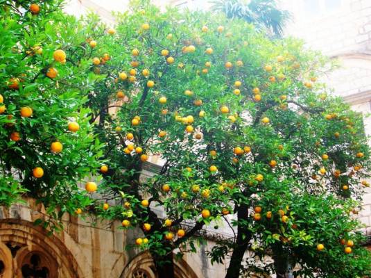  апельсиновый сад